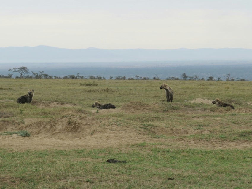 a herd of animals standing on top of a grass covered field