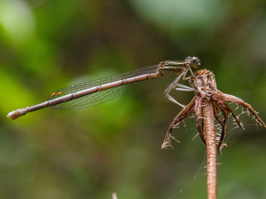a close up of a dragonfly on a plant