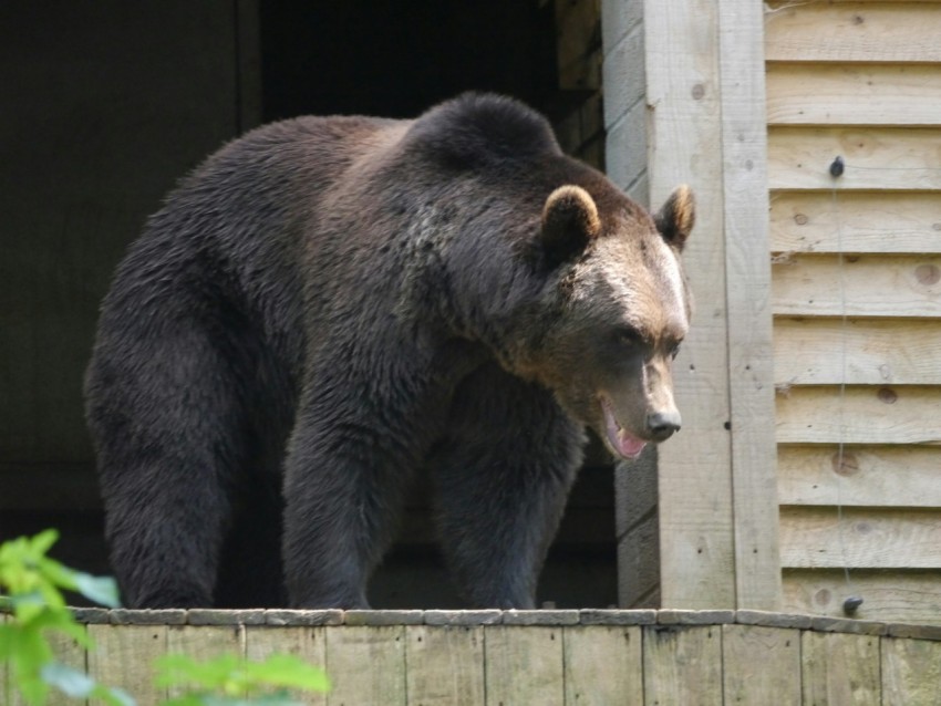 a large brown bear standing on top of a wooden fence