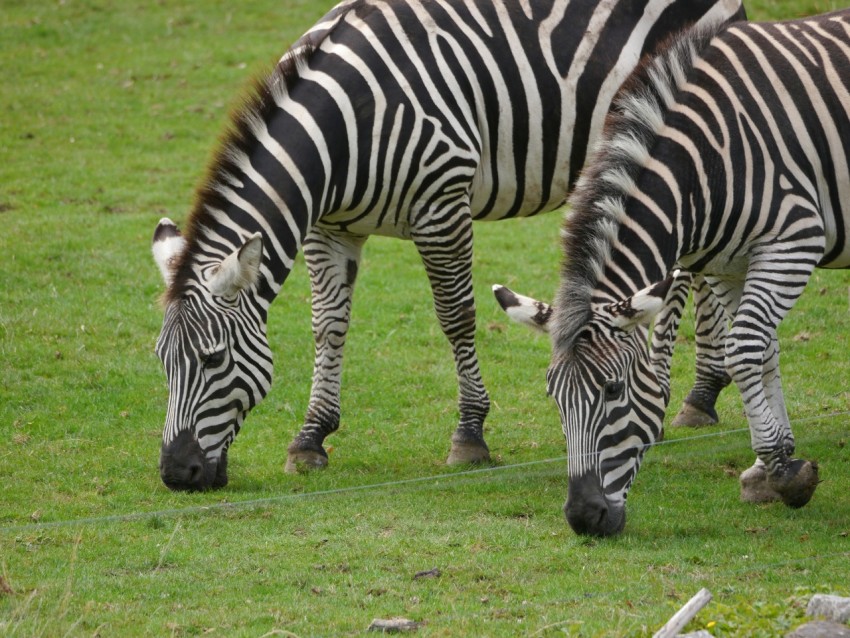 two zebras are grazing in a grassy field
