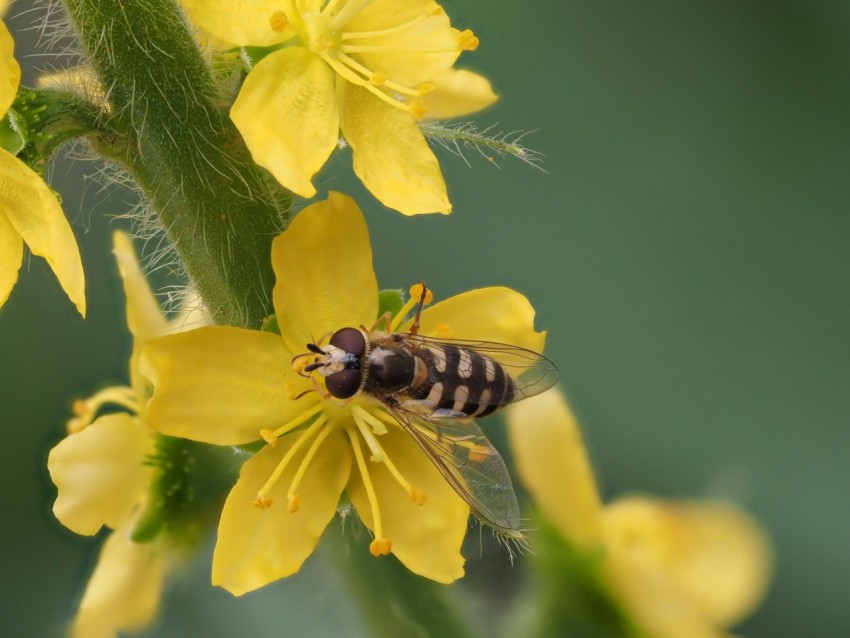 a close up of a bee on a yellow flower
