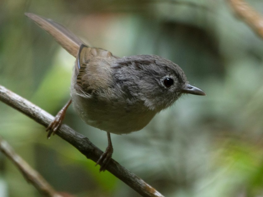 a small bird is perched on a branch