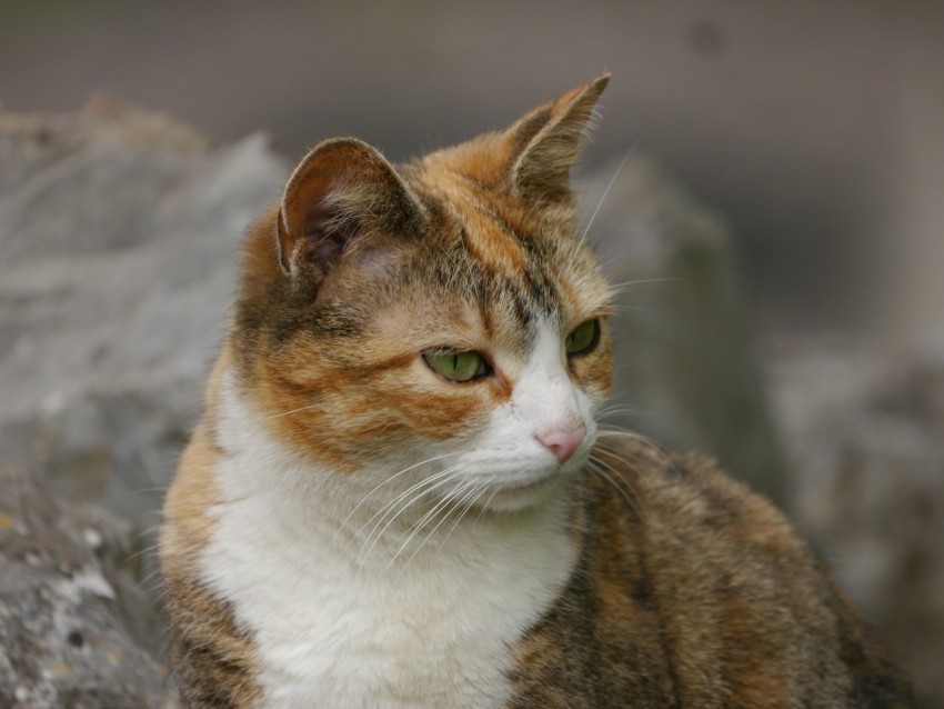 a close up of a cat sitting on a rock