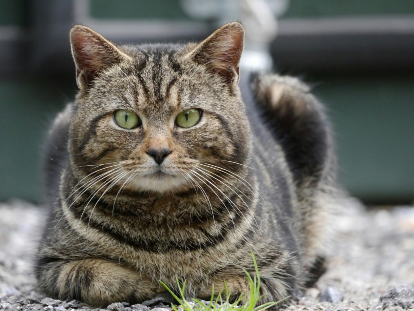 a cat laying on the ground looking at the camera