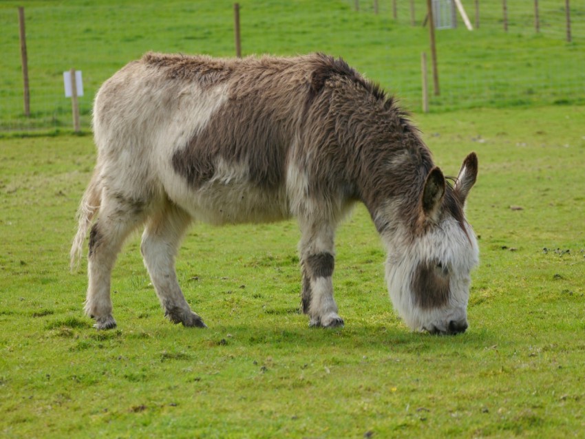 a donkey grazing on grass in a fenced in area