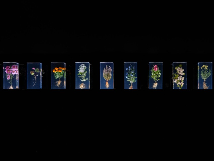 a black background with a line of flowers HkGZMfuV