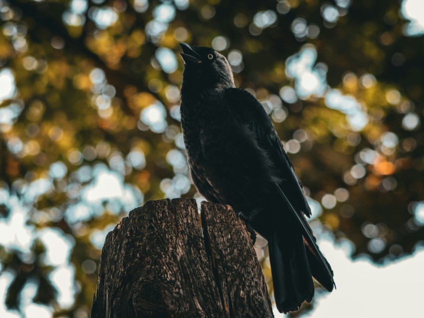 a black bird sitting on top of a tree stump
