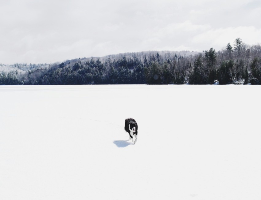 white and black dog walking on white snow field during daytime OA4