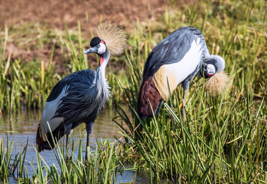 two gray and white long beaked birds