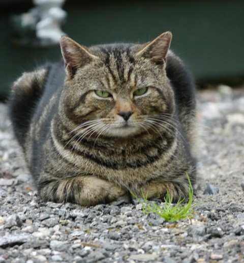 a cat sitting on the ground looking at the camera