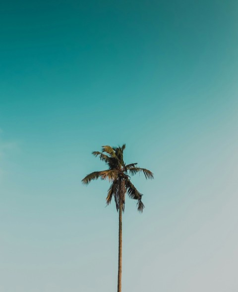 palm tree under blue sky during daytime lqN