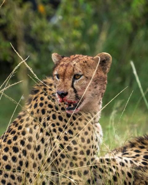 cheetah on green grass during daytime
