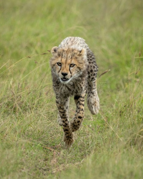 a cheetah cub running through a grassy field