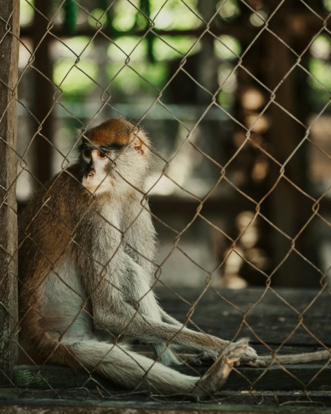 a monkey sitting on the ground behind a chain link fence