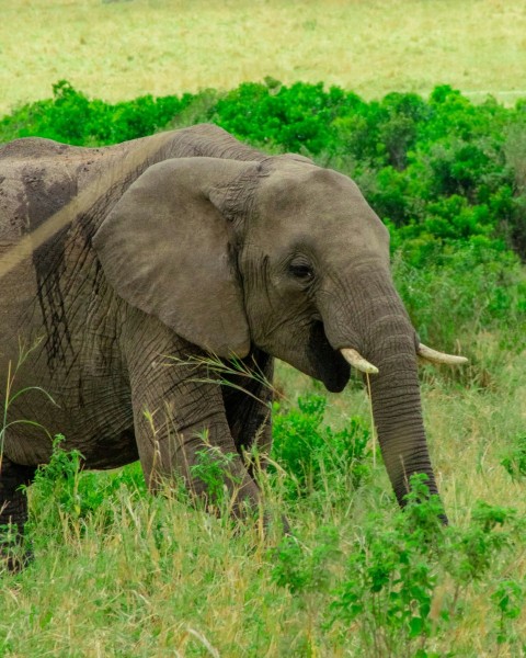 elephant walking on green grass field during daytime