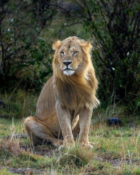 a lion sitting in the grass with trees in the background