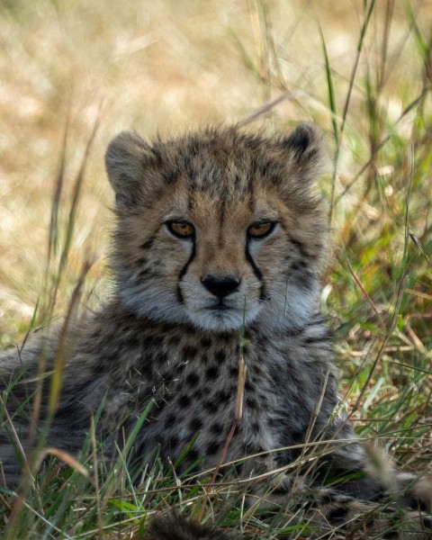 a cheetah laying in the grass looking at the camera