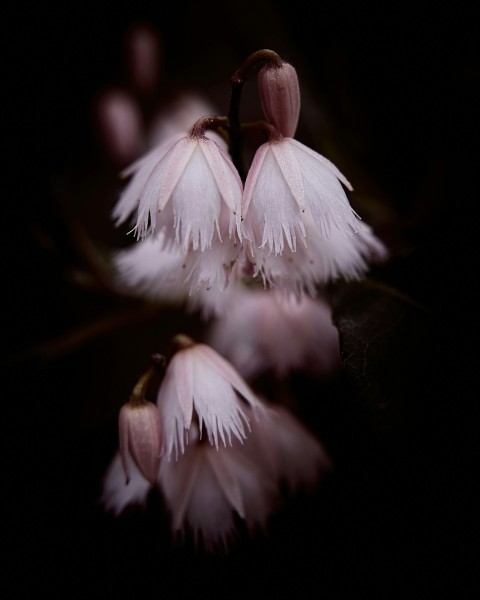 white flower in black background