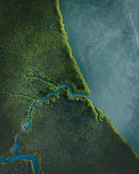 a river running through a lush green forest