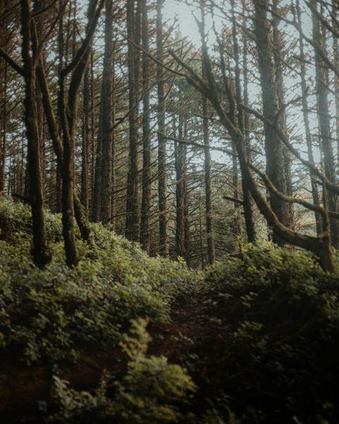 green grass and trees during daytime
