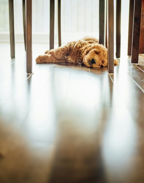 brown long coat dog lying on floor inside well lit room