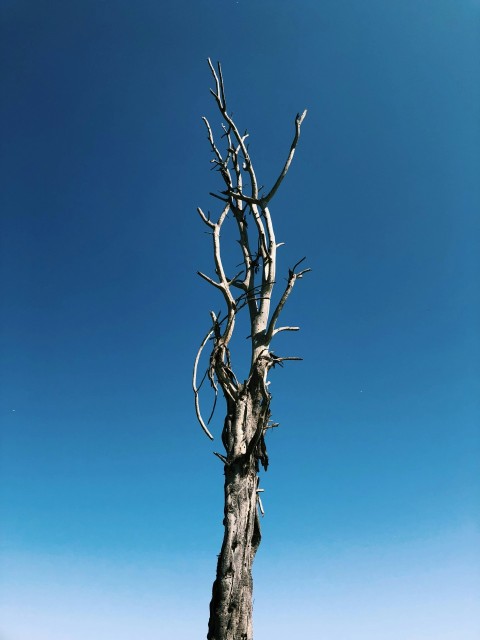 leafless tree under blue sky during daytime