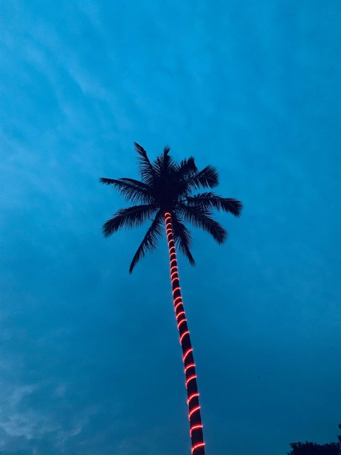 low angle photography of coconut tree