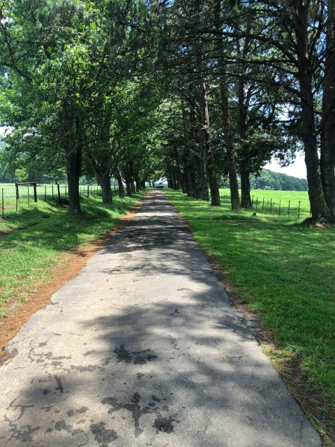 a path with grass and trees on the side