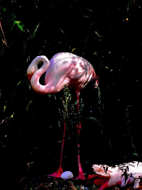 a pink flamingo standing on top of a lush green field