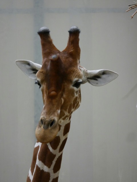 a giraffe standing in front of a white wall