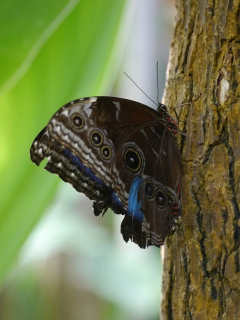 a brown and blue butterfly resting on a tree H9jPX1