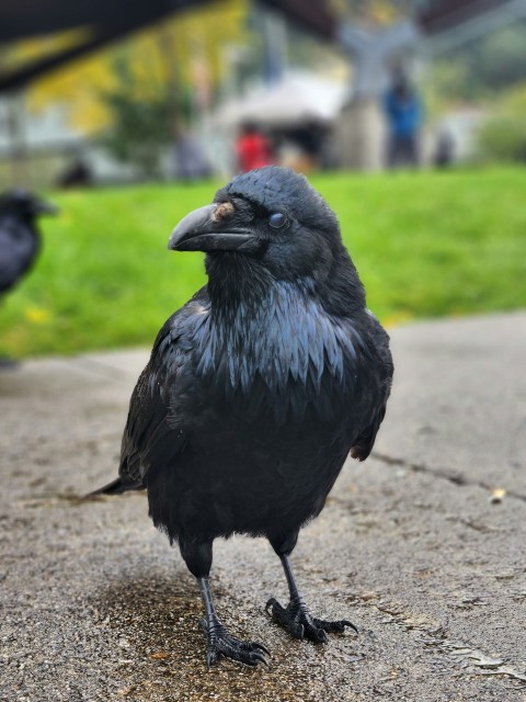 a close up of a black bird on a road