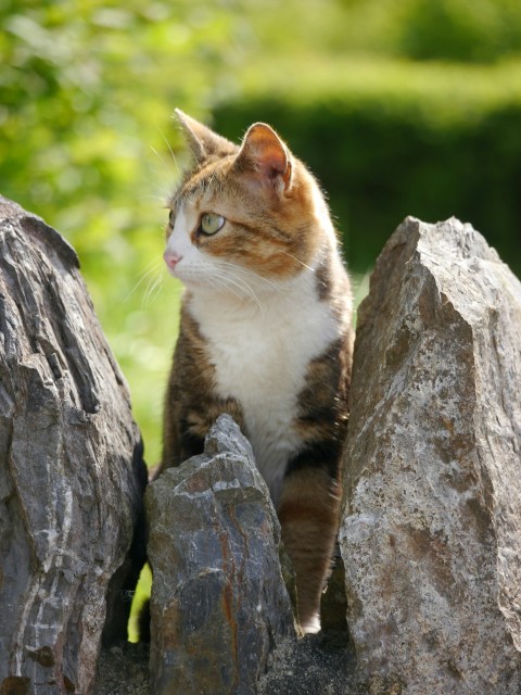 a cat sitting on top of a pile of rocks
