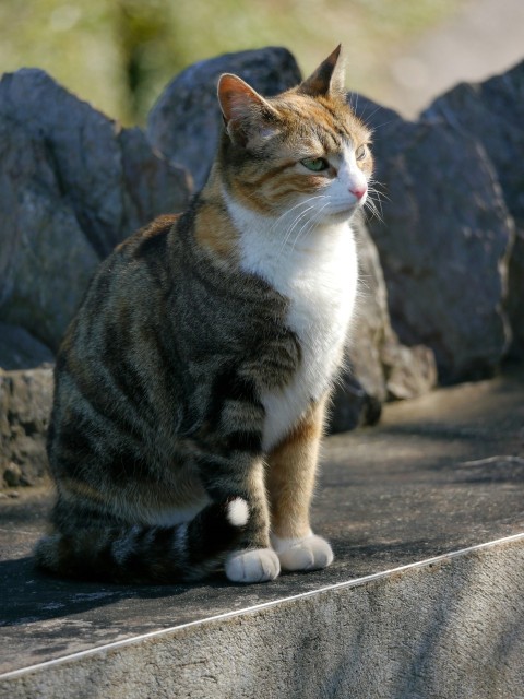 a cat sitting on a ledge in front of some rocks 8O