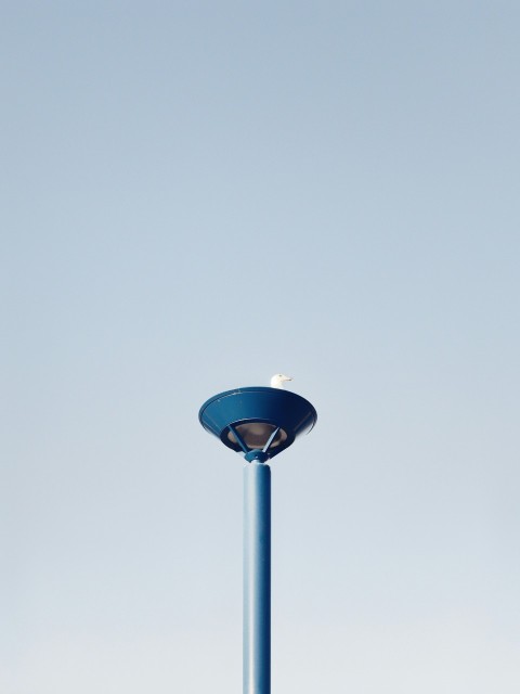white seagull on top of the post during daytime