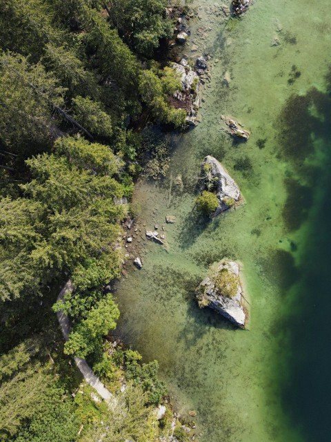 aerial view of green trees and river