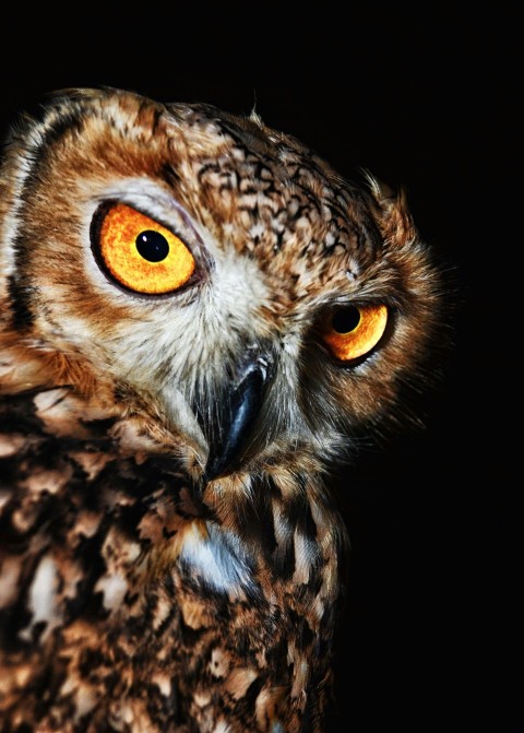 brown owl close up photo R4
