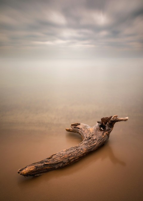 a crocodile lying on its side