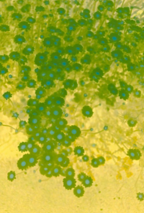 a close up of a green and yellow substance