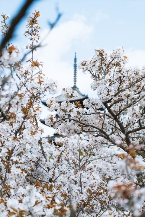 white cherry blossom tree under blue sky during daytime 7BDfk08