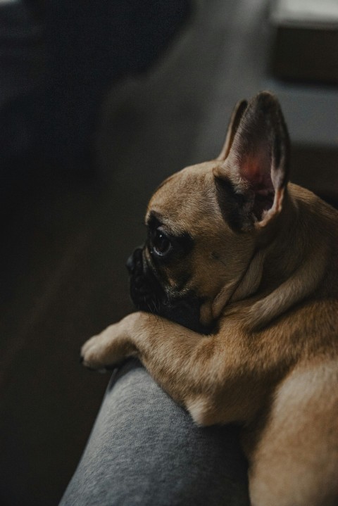 brown pug on gray textile