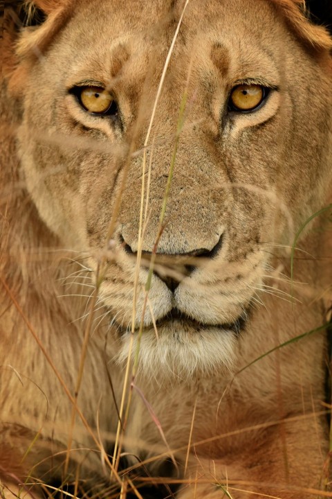 brown lion in close up photography Phm