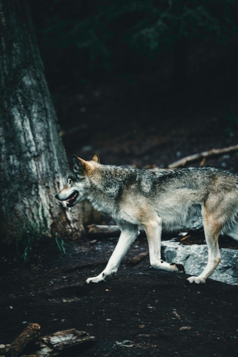 a wolf walking through a forest next to a tree