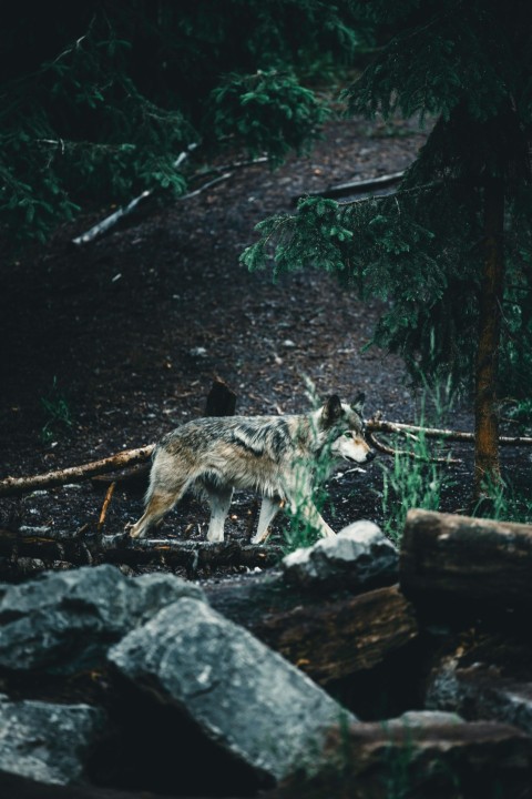 a lone wolf standing on a rocky trail