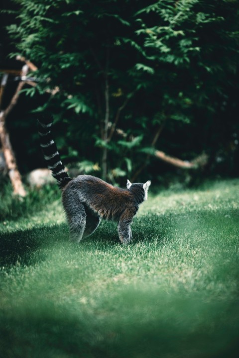 a cat standing in the grass near a tree