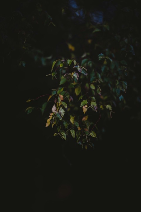 green leafed plant