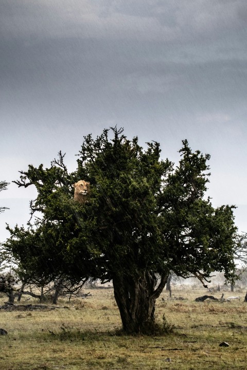 brown tiger on green tree