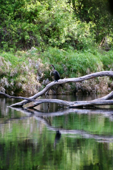 a bird sitting on a tree branch