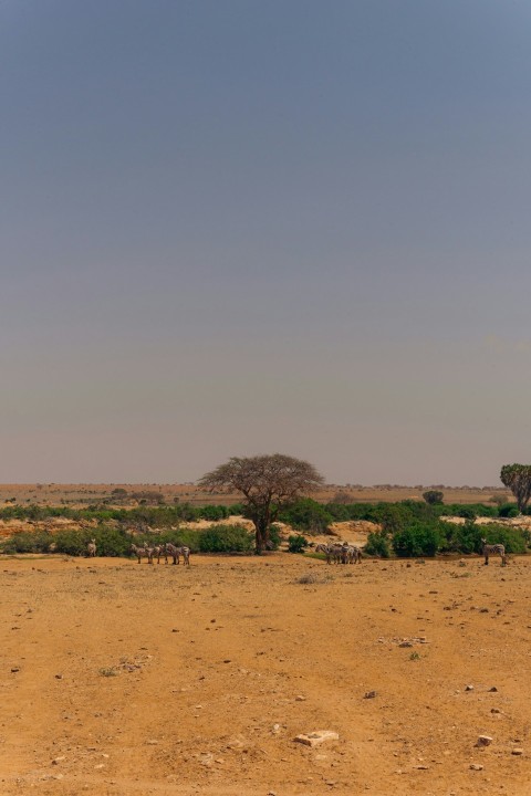 a herd of animals walking across a dry grass covered field
