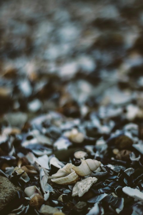 white mushrooms on ground during daytime